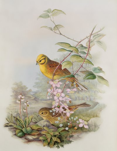 イエローハンマー、1873年（紙、鉛筆、鉛筆） 作： John Gould